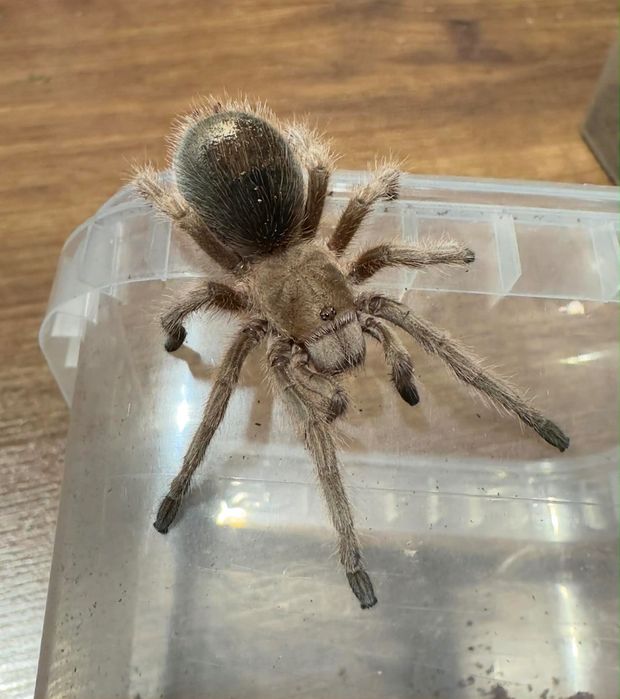 Ptaszniki pajaki samice lasiodora