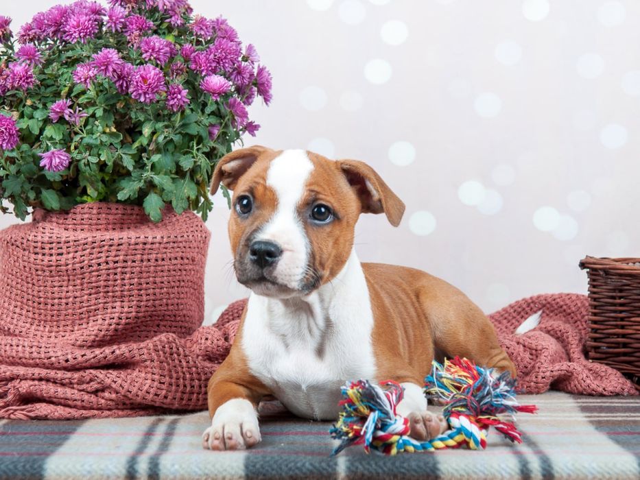 Стаффордширський Бультер'єр (Стаффі)