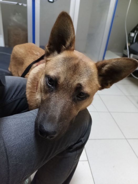 Собаці вкрай ТЕРМІНОВО потрібна родина!