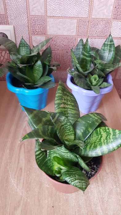 Сансевиерия с горшком 3 в 1