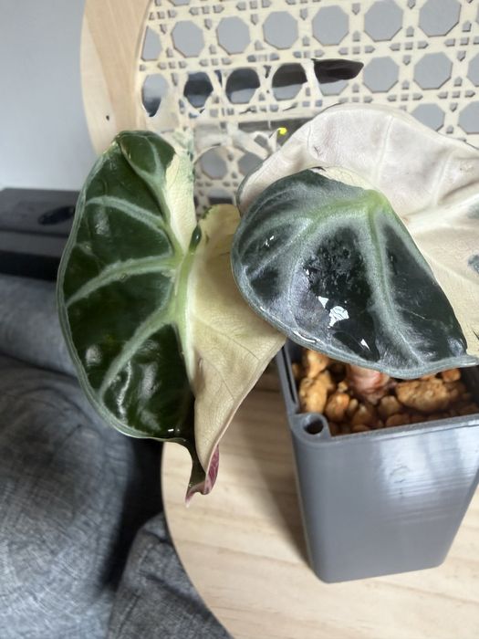 Alocasia alokazja baloon heart pink variegata bulwa