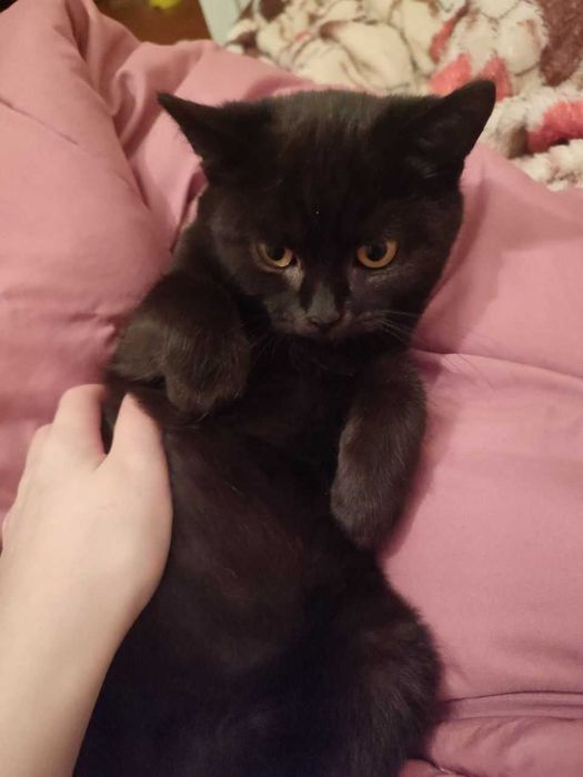 Кошеня, хлопчик.