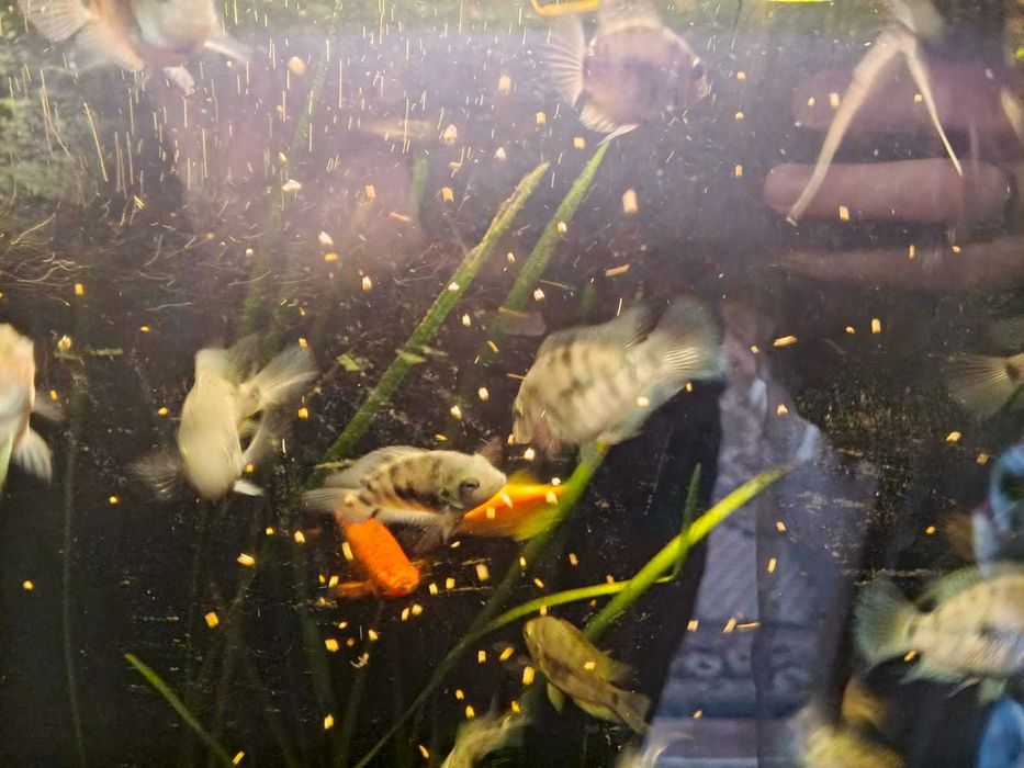 Рибки Платинового папуги