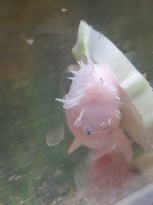 Белогубый дельфин, еллоу, L144 (снежинка), L201, L270,  гуппи желтая