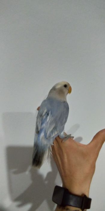 Agapórnis Domesticados