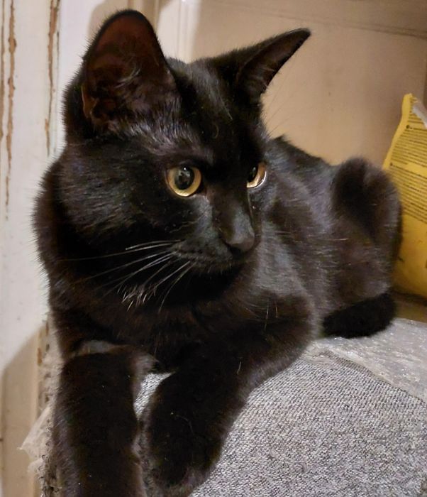 Красивий лагідний пантерчик, котик, кошеня,  кіт, котята, кошенята