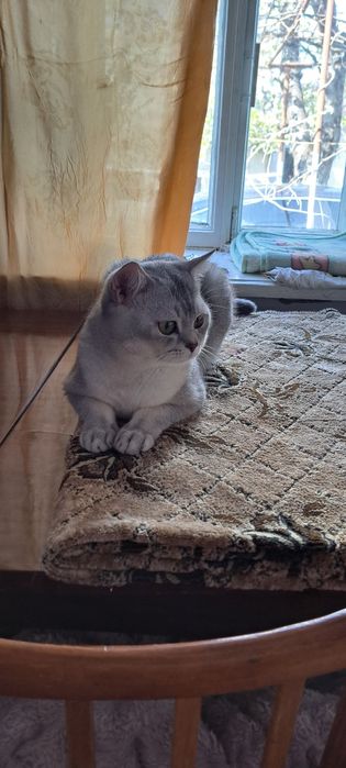 Прямоухий шотландский кот случка вязка скотиш -страйт