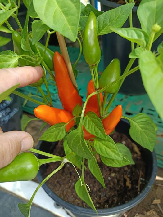 Plantas de Malaguetas raras