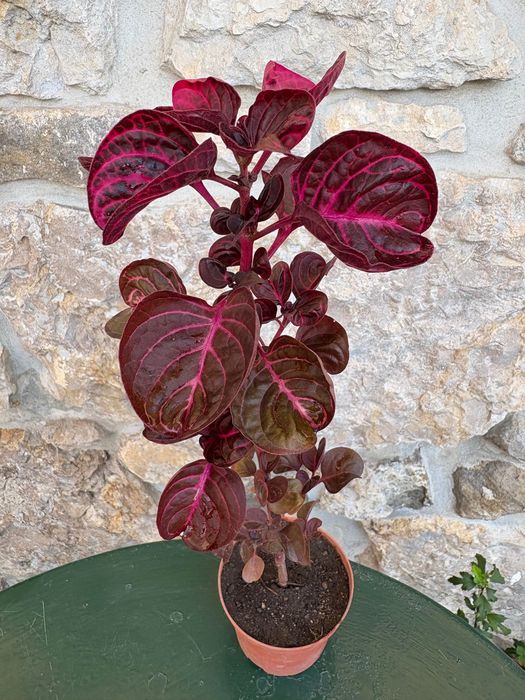 Iresine herbstil 2€