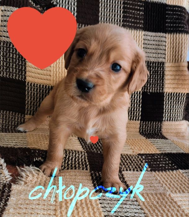 Golden retriever chłopczyk