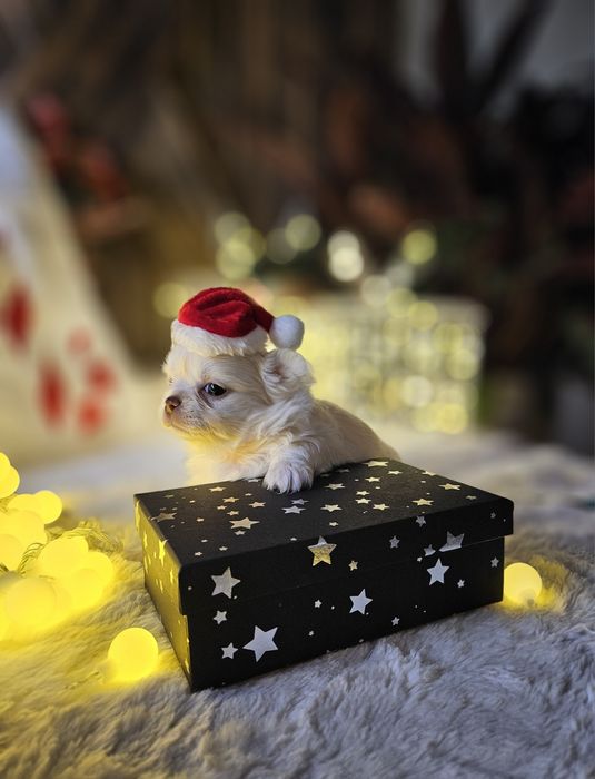 Chihuahua piękna dziewczynka ZAREZERWOWANA  do 31.12