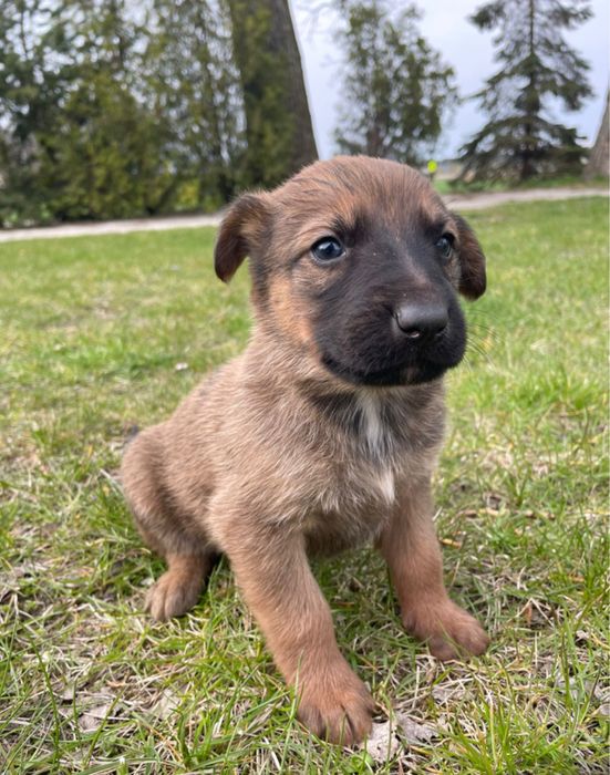 Oddam szczeniaki w dobre ręce