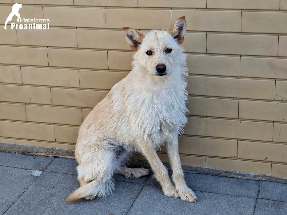 BARONESA - Cadelinha para Adoção!