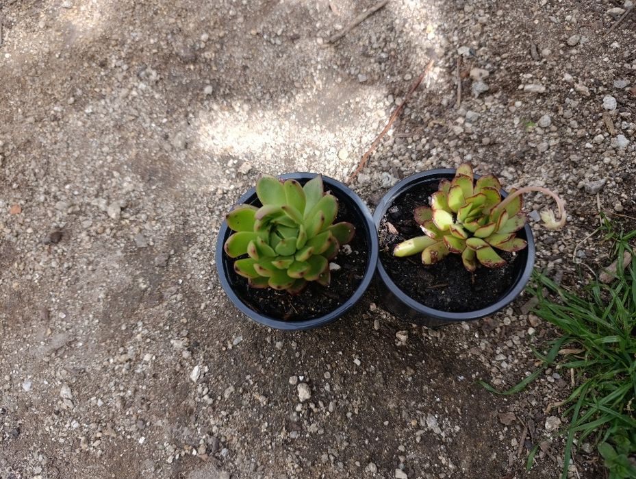 Mudas de suculentas / catos