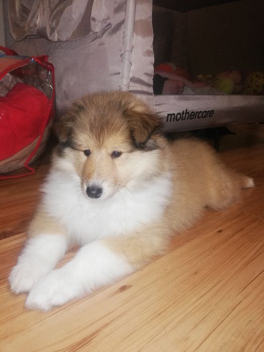 Owczarek szkocki długowłosy (FCI)