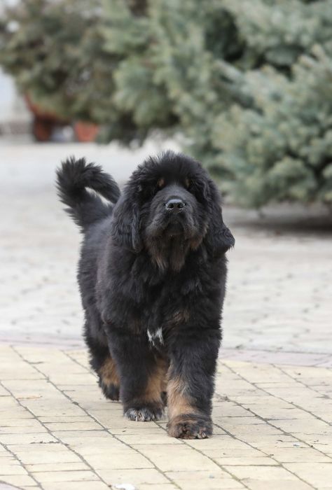 Тибетський мастиф Black & Tan — породисте цуценя від елітних батьків