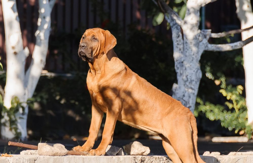 Підрощені Тоса Іну - японський мастиф