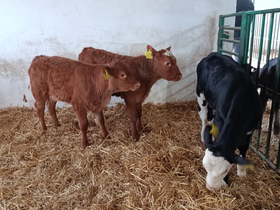 Jałówki Mięsne Mieszańce 60-100kg