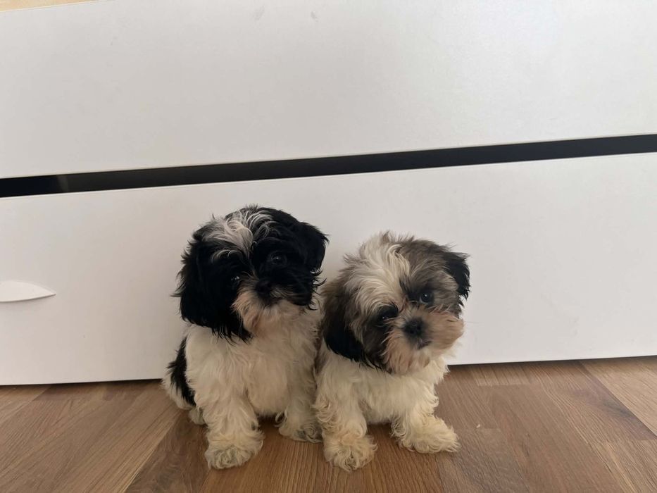 Śliczna sunia do Rezerwacji!!!