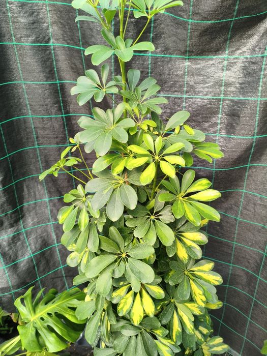 Schefflera gold capela - planta em vaso
