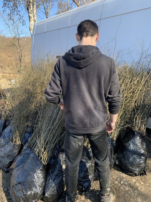 Сажанці  граба від 40 см до 2.5 м