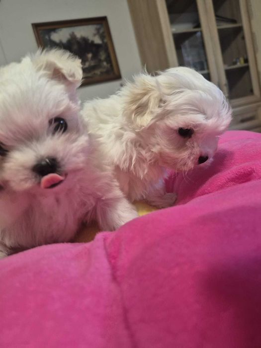 Maltańczyk piesek MINI 0,8 KG ZHPR