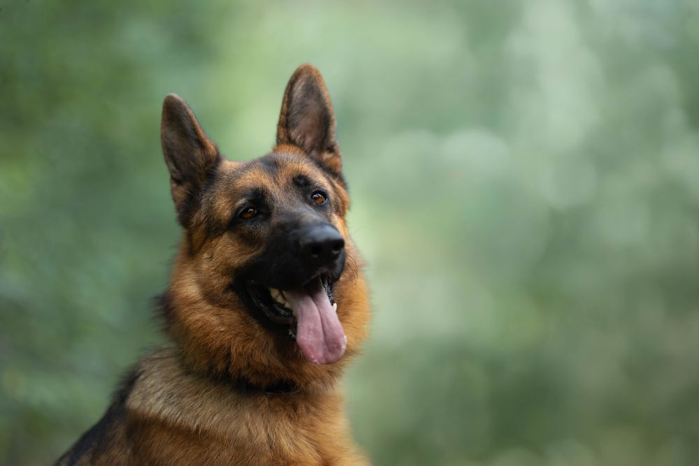 Thorgal- pies do adopcji