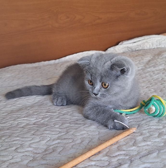 Scottish  fold  fêmea