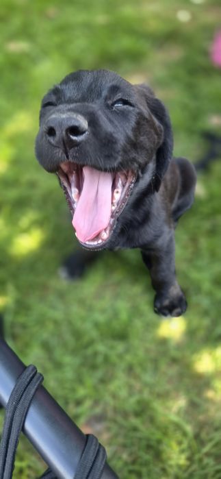Wspaniałe szczeniaki w typie labradora szukają domów!