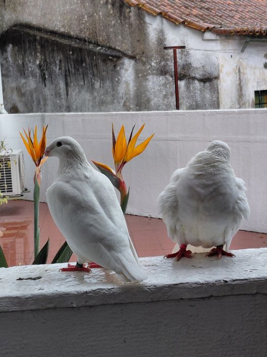 Excelente casal de pombos American Show Racer