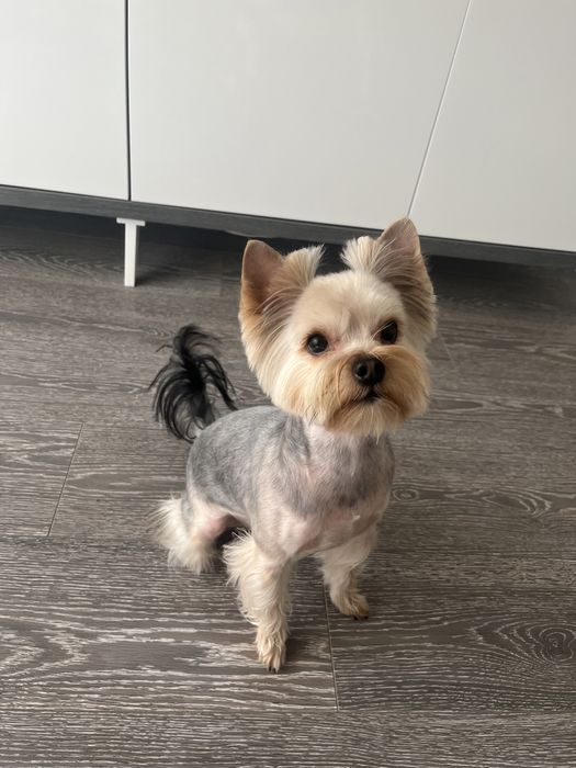 Йоркширсьський терєр шукає дівчину