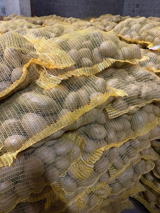 Ziemniaki jadalne Jurek