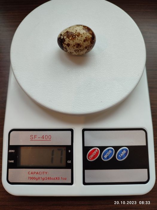 Перепелята  від добових до несучок