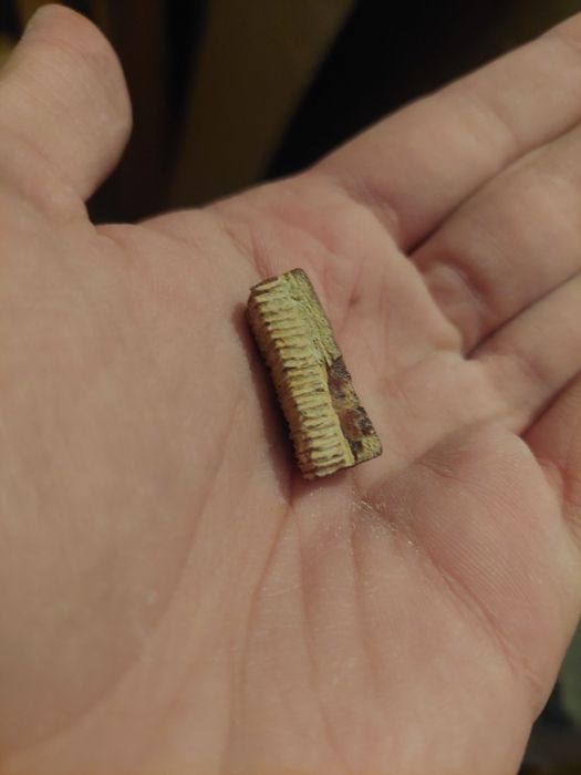 Fóssil dente de raia