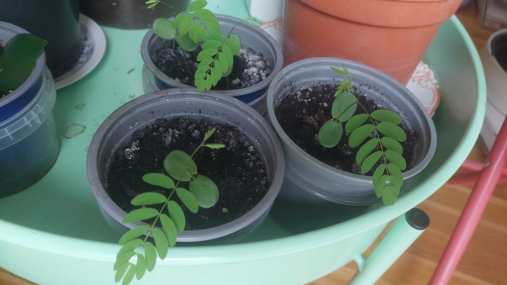 10 nasion Płomień Afryki, Delonix Regia