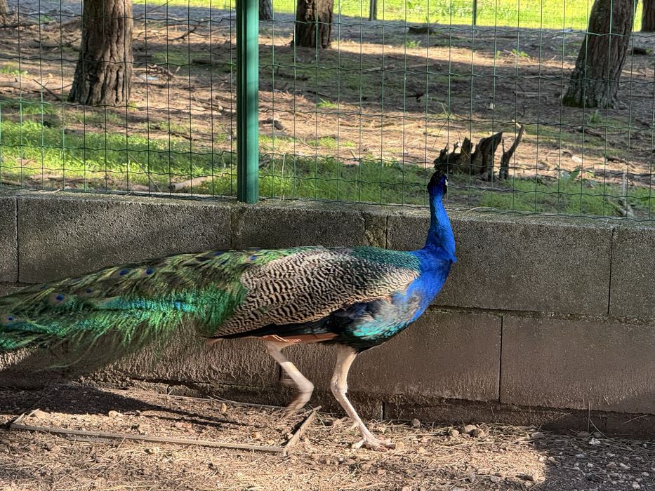 Pavões macho e fêmea