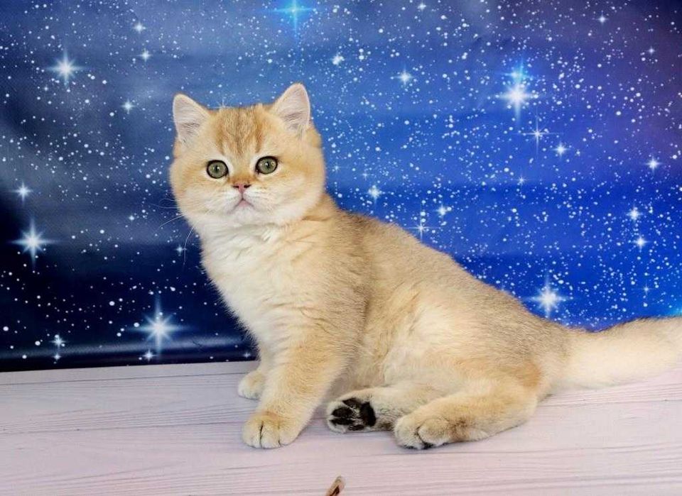 Британський чистокровний хлоп