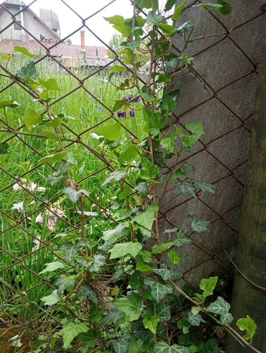 Плющ вічнозелений Hedera helix