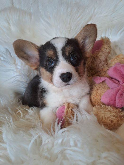 **DAYSY**sunia Welsh Corgi Cardigan tricolor do rezerwacji
