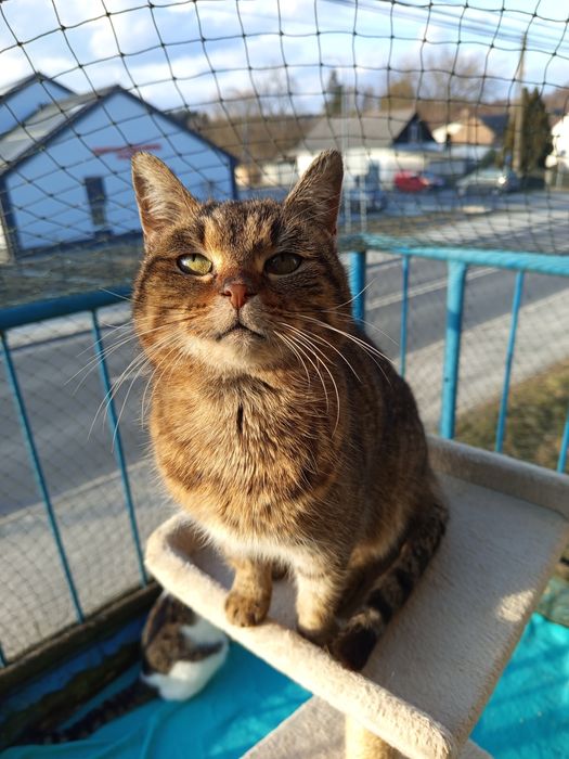 Marcysia - cudowna kotka do adopcji