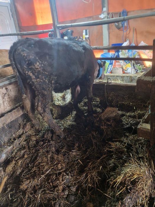 Vitelo cruzado de limusine