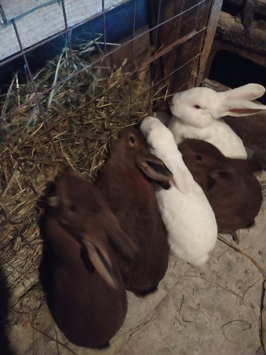 Продам кролі м'ясних порід