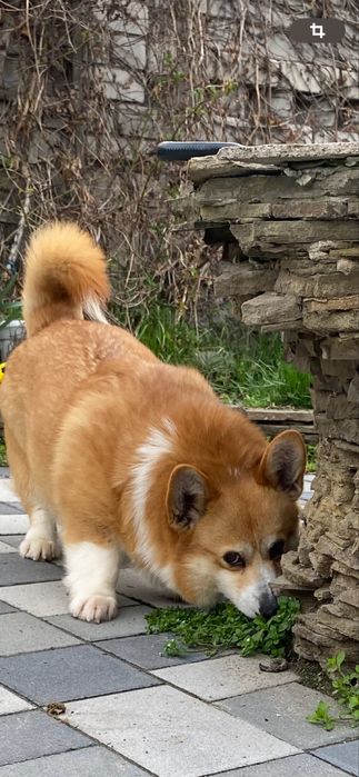 Очень арасивач яркая девочка Лиза