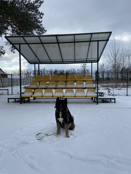 Готель для собак/перетримка собак/зооготель/кінолог/дресирування собак