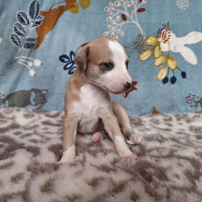 Whippet szczenię suczka