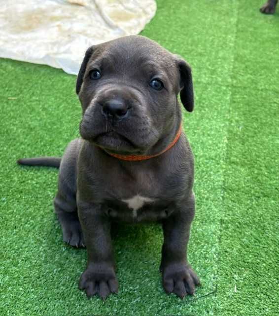 Cane Corso Italiano