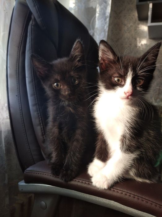 Котята в добрі руки