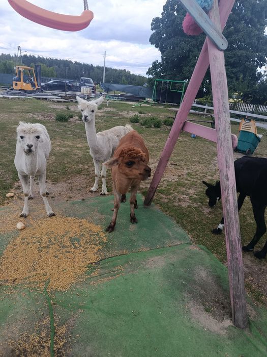 Akpaki samce i Lama samiczka