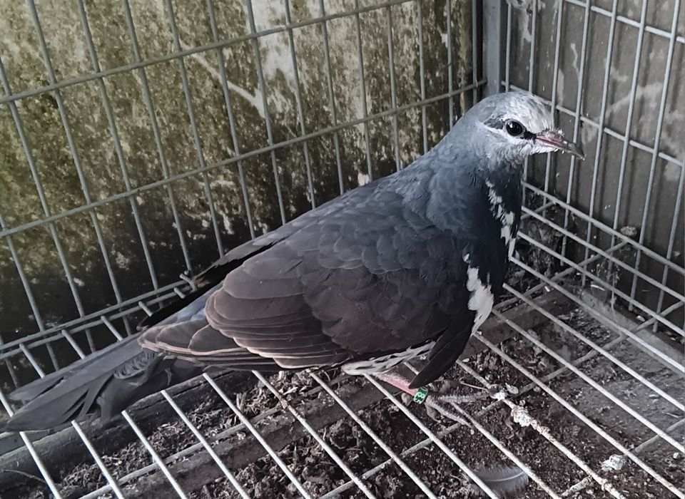 Pombo wonga 2026