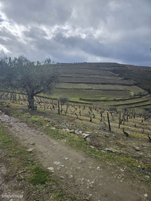 Vinhas para venda em Murça